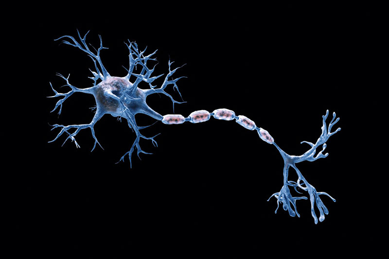 Рис. 1. Переход от биологического нейрона к искусственному