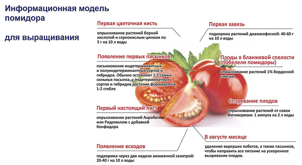 Рис. 2. Первый раздел информации в модели: сведения по выращиванию помидоров. Они связаны как с растениями, так и с плодами