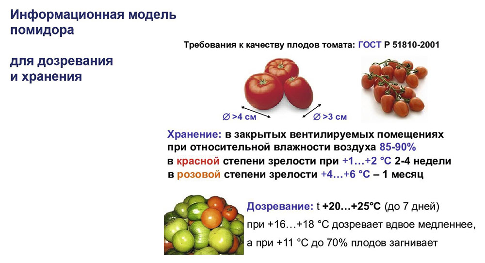 Рис. 3. Второй раздел информации в модели — сведения по дозреванию и хранению — связан только с плодами