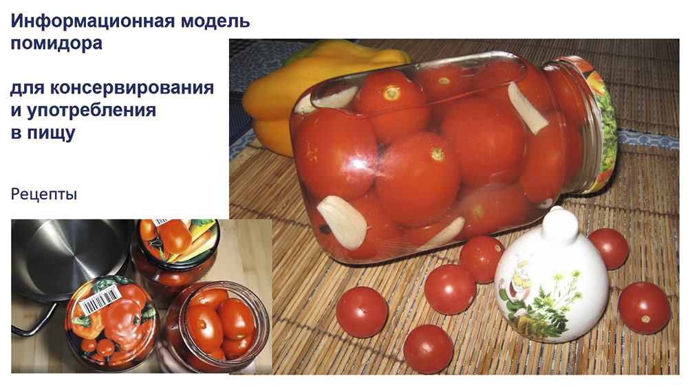 Рис. 4. Третий раздел информации в модели — сведения по технологиям переработки и консервирования томатов — также связан только с плодами
